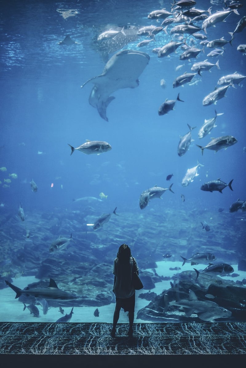 Underwater Wonders
